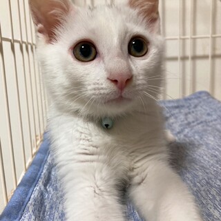 素敵な家族と出会えました☆ベル君