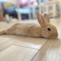 ネザーランド 茶色