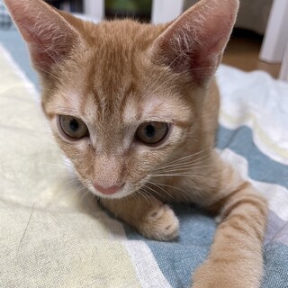 素敵なご家族と出会えました♡チャイちゃん