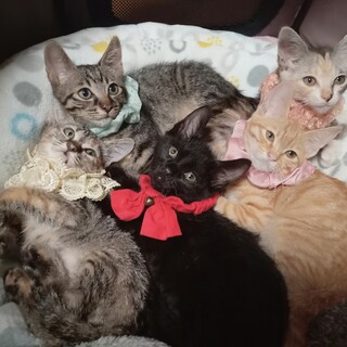 【動画有】小さな怪獣たちの家族探してます！