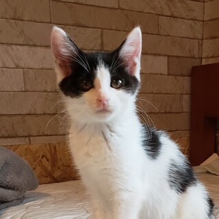 おとなしい女の子