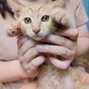 ☆ゴロゴロ甘えん坊☆ハッピー♂☆子猫 サムネイル4