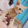 ☆ゴロゴロ甘えん坊☆ハッピー♂☆子猫 サムネイル5