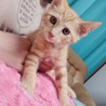 ☆ゴロゴロ甘えん坊☆ハッピー♂☆子猫 サムネイル2