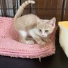 マカロニくん♡パステル茶白 サムネイル2