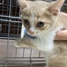 マカロニくん♡パステル茶白 サムネイル3