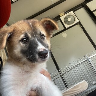 保護犬を迎えませんか♀