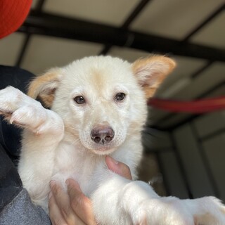 保護犬を向かえませんか♀