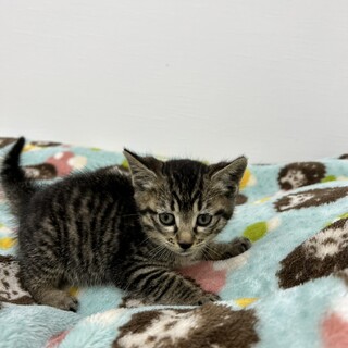 お腹ポンポコリン♥犬とも猫とも仲良し女の子