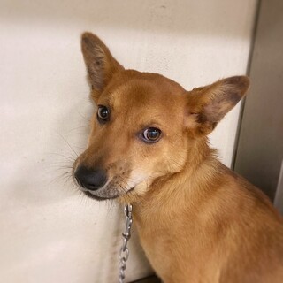 きれいな瞳の　バイクくん　1歳