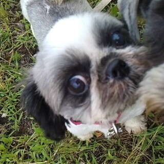 ４歳～５歳　タオちゃんシーズの女の子