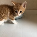 茶白の子猫