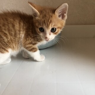 茶白の子猫