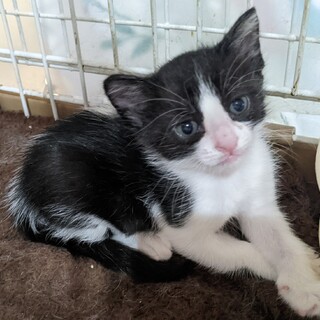 ちょっと恥ずかしがり屋の可愛いハチワレちゃん