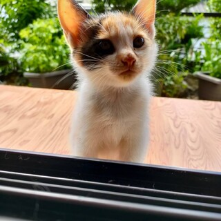 【とんとん】三毛猫の子猫9ヶ月★人馴ればっちり