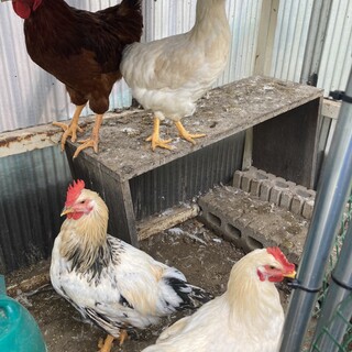 有難うございました。ニワトリ　雄3羽 雌1羽 