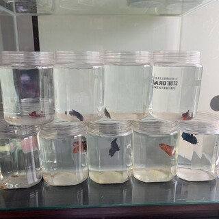 ベタプラカット10匹里親募集