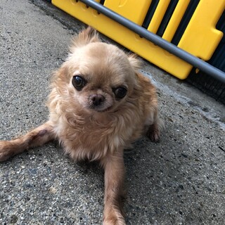 4歳チワワの女の子