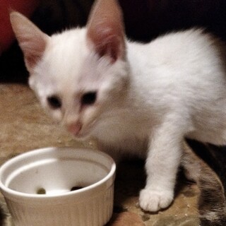 保護した可愛い白色子猫！！