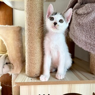 とっても人懐こい♂人が大好きな子です♪