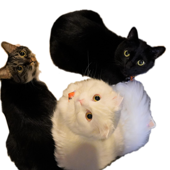 はなちゃのカバー写真