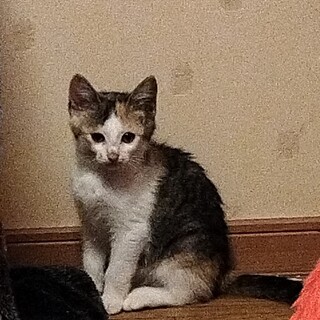 保護した可愛い三毛猫(白色)！！