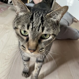 殺処分対象・キジトラ7歳れめちゃん