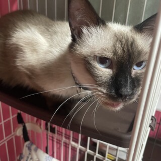 殺処分対象・シャム柄♀ユキ