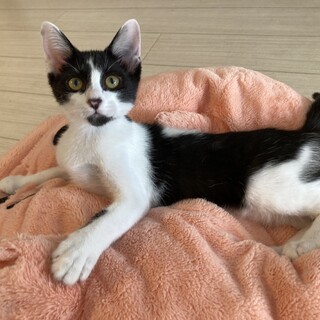 腹ペコやんちゃ懐っこボーイ　ヘイ君