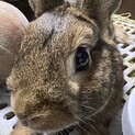 里親募集　ネザーランドドワーフ