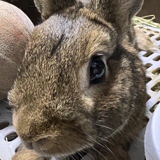 里親募集　ネザーランドドワーフ