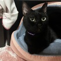 黒猫メス5歳！メロちゃん★