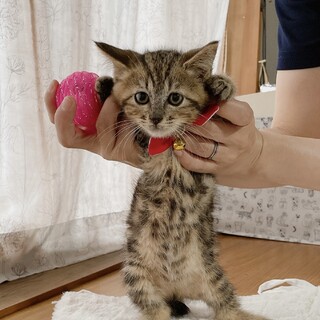 早期不妊手術済(耳カット有)アメショ風柄 1/3