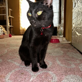 殺処分対象・黒猫オス5歳きき