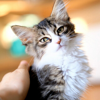 あじろ♡家族ができました