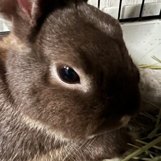 里親募集　ネザーランドドワーフ