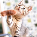 こるく♡家族ができました