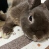 里親募集　ネザーランドドワーフ サムネイル2