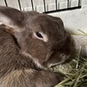 里親募集　ネザーランドドワーフ サムネイル3