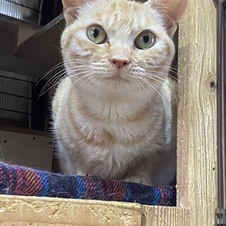 募集一時停止します。