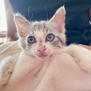 早期不妊手術済(耳カット有)サバ白♂ 2/3