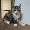 ふわふわ長毛ミケこねこ