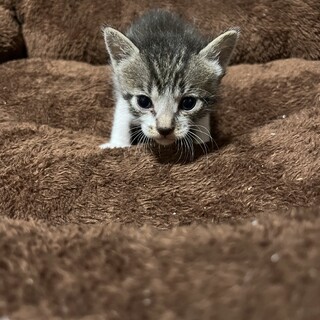 可愛い元気な子猫です！