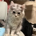 サイベリアン　子猫　3ヶ月