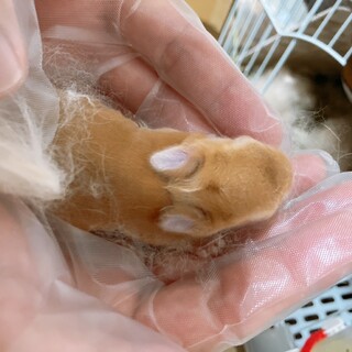 里親さん決定しました！ありがとうございます!