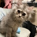 サイベリアン　メス　3ヶ月
