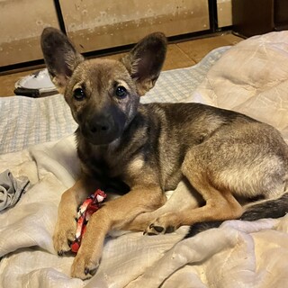 約4ヶ月の子犬里親緊急募集