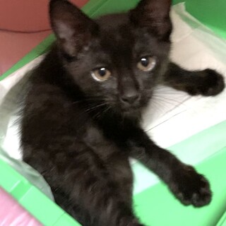 可愛いハッチ君