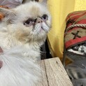 ヒマラヤン　オス　約1年10ヶ月