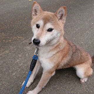 推定6歳から7歳の芝犬里親緊急募集